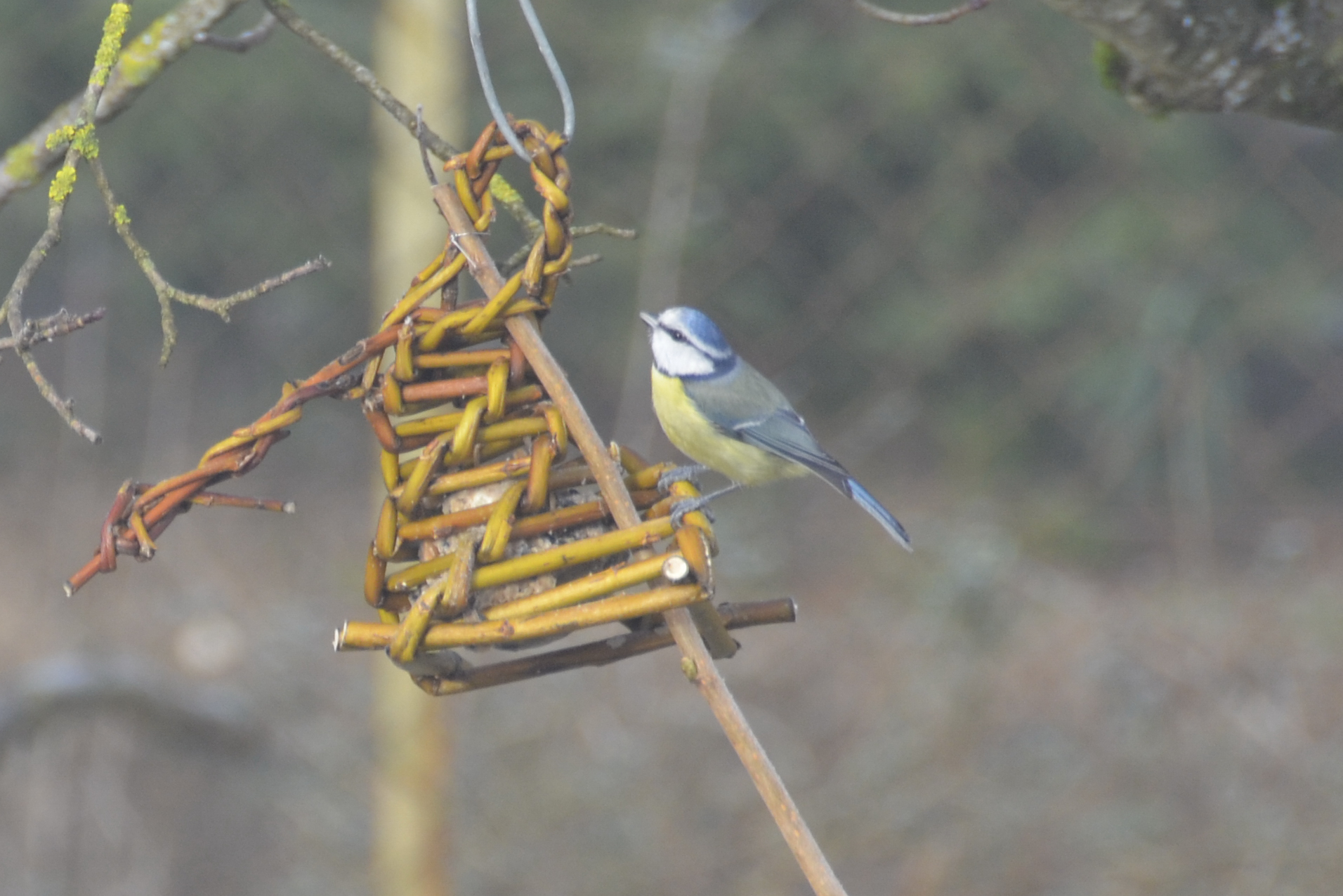 You are currently viewing Aider les oiseaux en hiver : conseils