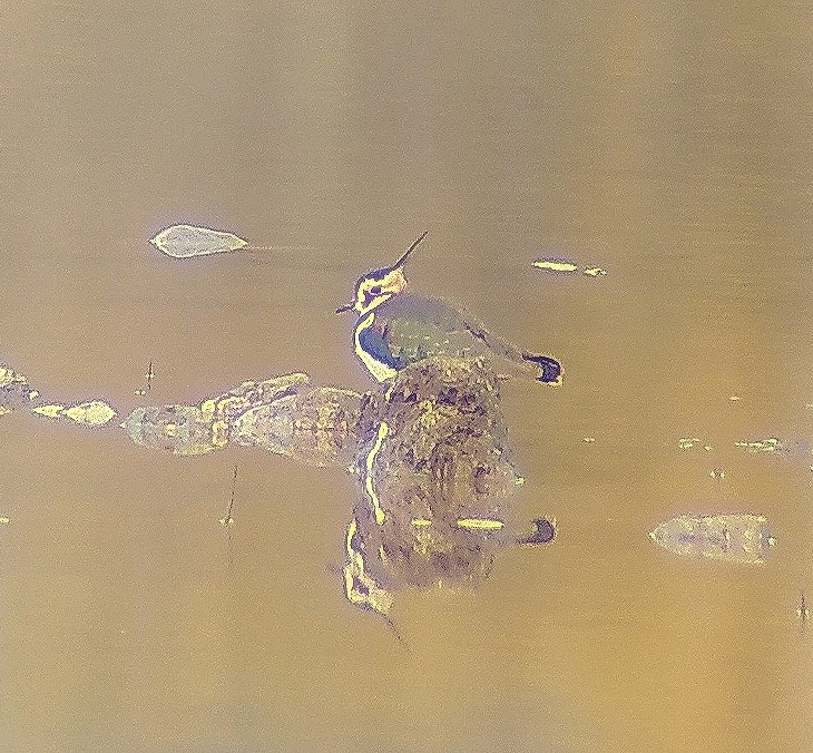 Sortie oiseaux migrateurs